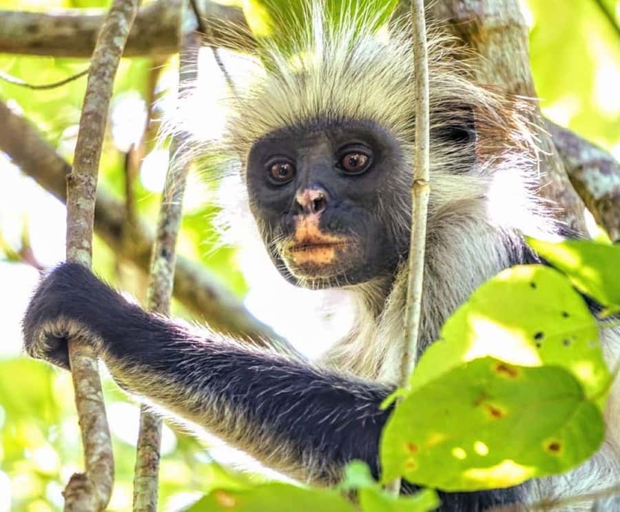 Jozani Forest Tour, Kuza Cave Tour, Paje Beach, The Rock - Jozani Forest for red colobus: close-up nature that feels personal