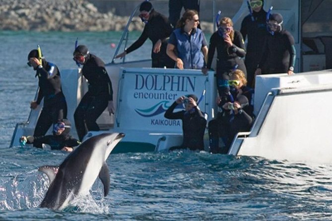 Kaikoura Swim with Dolphins Tour from Christchurch - Key highlights worth waking up for