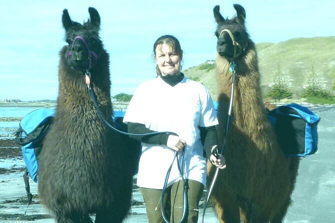 Kaikoura Swim with Dolphins Tour from Christchurch - Sea sickness and choppy water: be smart before you get on the boat