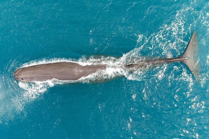 Kaikoura Swim with Dolphins Tour from Christchurch - Fur seal colony viewing: a great bonus that keeps the day varied