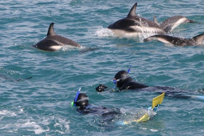 Kaikoura Swim with Dolphins Tour from Christchurch - Value check: is $254.44 worth it from Christchurch?