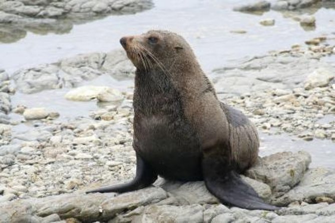 Kaikoura Swim with Dolphins Tour from Christchurch - Who should book this tour (and who should think twice)