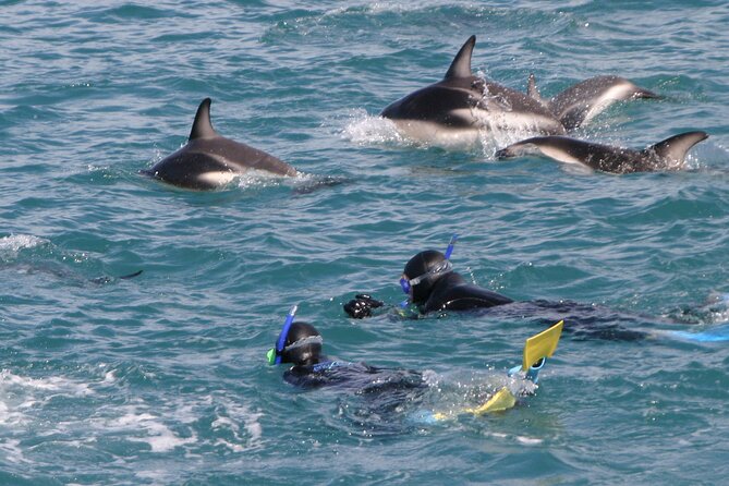 Kaikoura Whale and Dolphin Overnight Tour from Christchurch - Key things I’d circle before you book