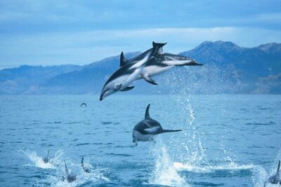 Kaikoura Whale and Dolphin Overnight Tour from Christchurch - Fur seal colony viewing and the move from spotting to swimming
