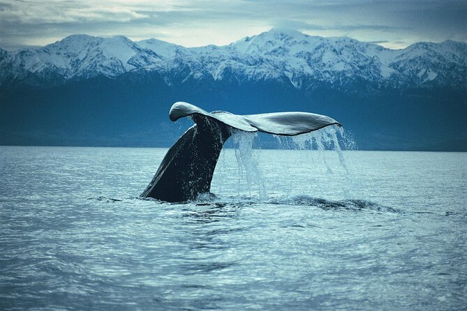 Kaikoura Whale and Dolphin Overnight Tour from Christchurch - Overnight in Kaikōura: why spending a night changes the whole tone