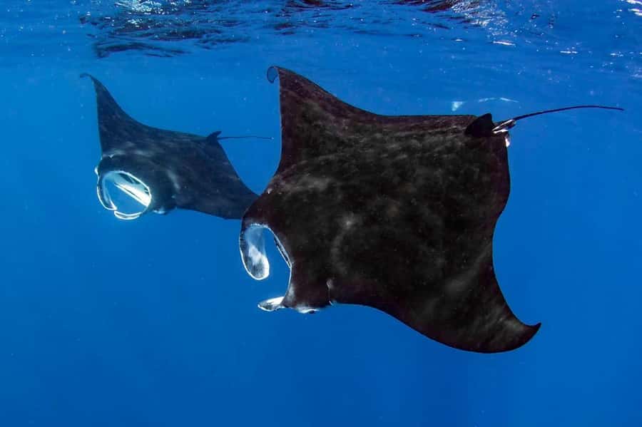 Kailua Kona: Dolphin, Sea Cave and Captain Cook Snorkel Tour - Captain Cook Monument: coral reef snorkeling with real Hawaii context