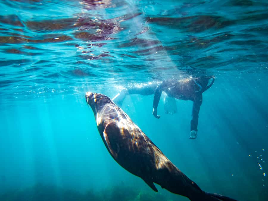 Kangaroo Island: Dolphin, Seal, and Swimming Boat Tour - Key things I’d want you to notice before booking
