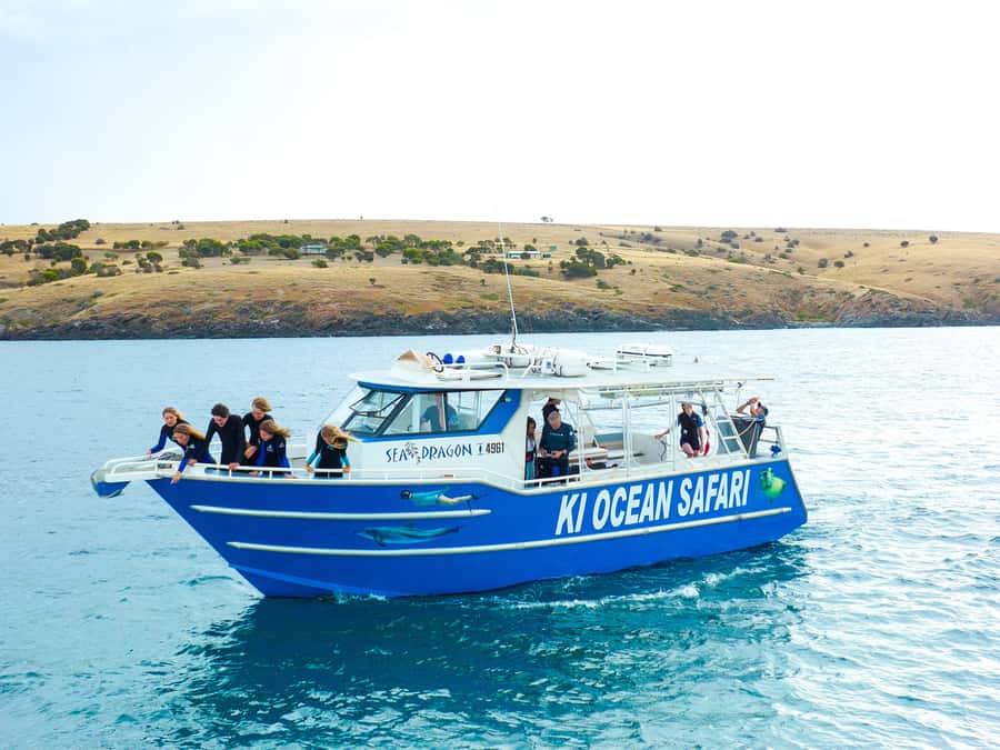 Kangaroo Island: Dolphin, Seal, and Swimming Boat Tour - Penneshaw check-in and your first minute on the water