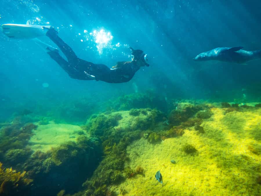 Kangaroo Island: Dolphin, Seal, and Swimming Boat Tour - Snorkelling with seals: what it’s really like in open water