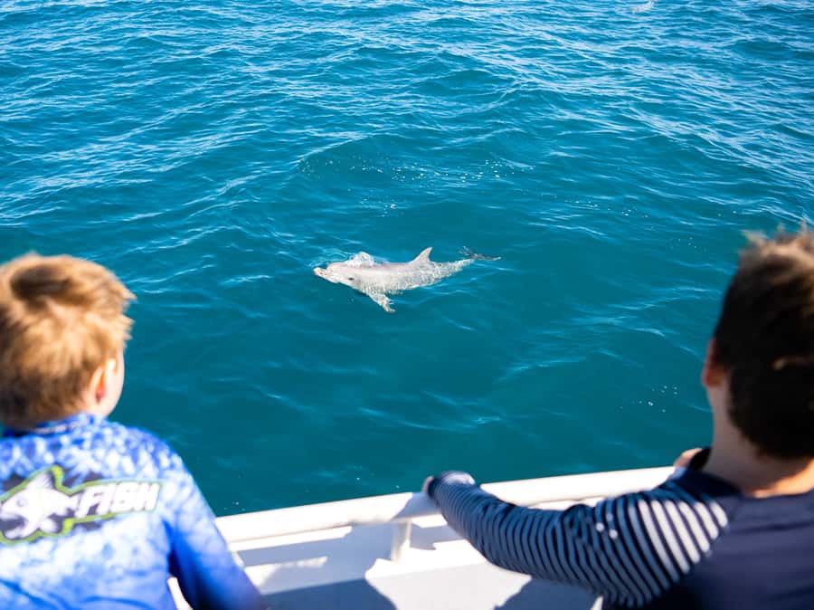 Kangaroo Island: Dolphin, Seal, and Swimming Boat Tour - Dolphin pods and the neonate rule: when you swim vs when you watch