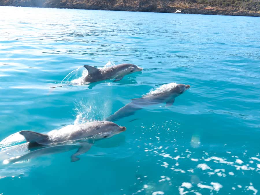 Kangaroo Island: Dolphin, Seal, and Swimming Boat Tour - Price and value for a 2-hour wild swim option