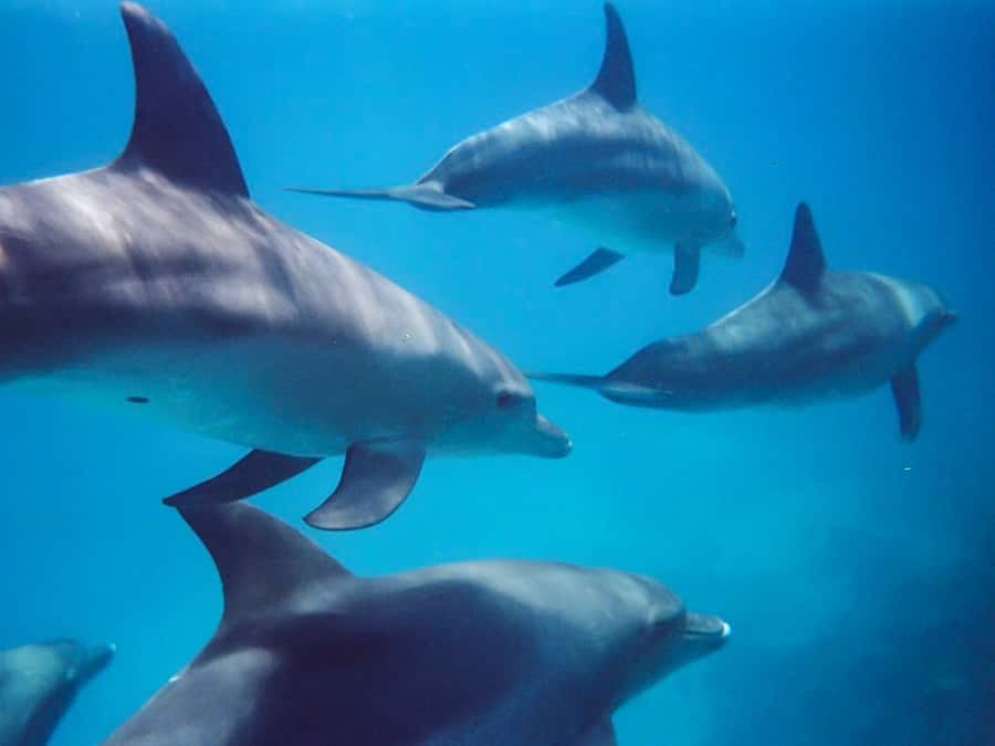 Kangaroo Island: Dolphin, Seal, and Swimming Boat Tour - Seals first: the rocky coast leads the schedule