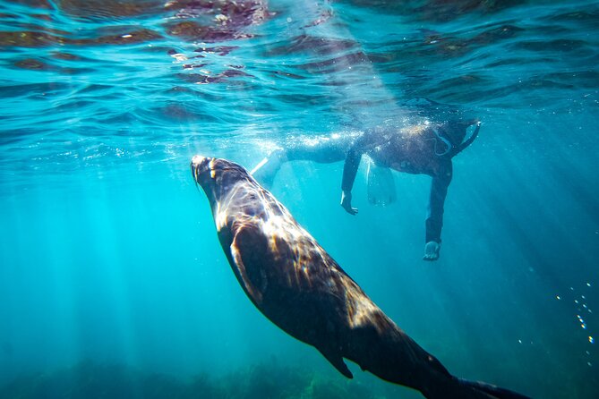 Kangaroo Island - Swim with Dolphins/Seals/Coastal Snorkel - A Wild-Water Swim From Penneshaw: The Big Idea