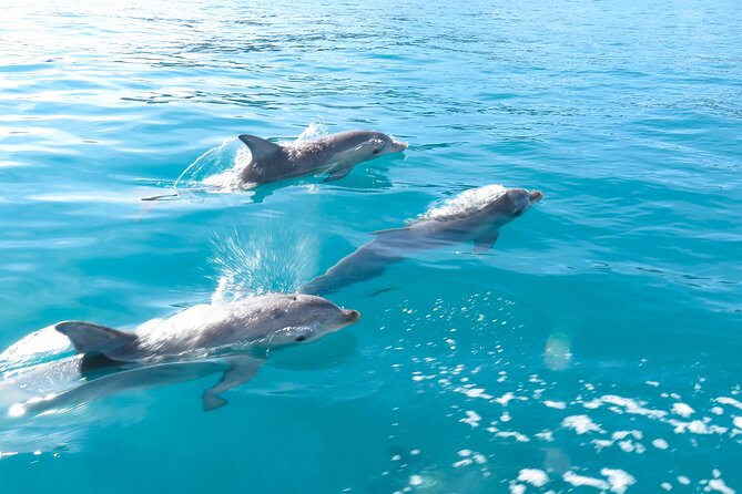 Kangaroo Island - Swim with Dolphins/Seals/Coastal Snorkel - Ocean Safari Search: How the Crew Finds Seals and Dolphins