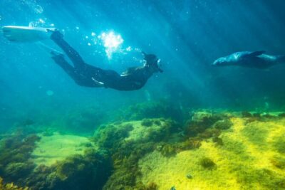 Kangaroo Island - Swim with Dolphins/Seals/Coastal Snorkel - Cold Water Reality Check: 14–15°C Means You Prep Differently