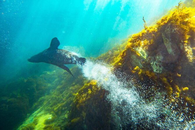 Kangaroo Island - Swim with Dolphins/Seals/Coastal Snorkel - The Actual Water Time: Seals Swim, Dolphin Swim, and Coastal Snorkel