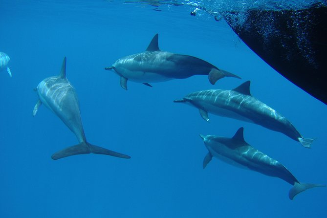 Kauai's South Side Whale and Dolphin Zodiac Boat Adventure - On the Water: How the Crew Builds Your Whale Odds