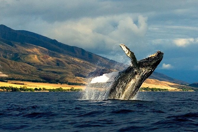 Kauai's South Side Whale and Dolphin Zodiac Boat Adventure - What You Might See: Humpbacks, Dolphins, Turtles, and Whale Song