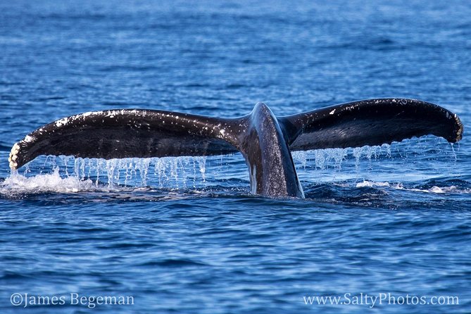 Kauai's South Side Whale and Dolphin Zodiac Boat Adventure - Zodiac Safety and Comfort: Fast, Nimble, and Not Always Smooth
