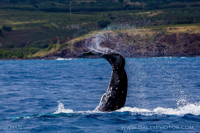 Kauai's South Side Whale and Dolphin Zodiac Boat Adventure - Included Gear: What You Get for $158.43 (and What You Don’t)