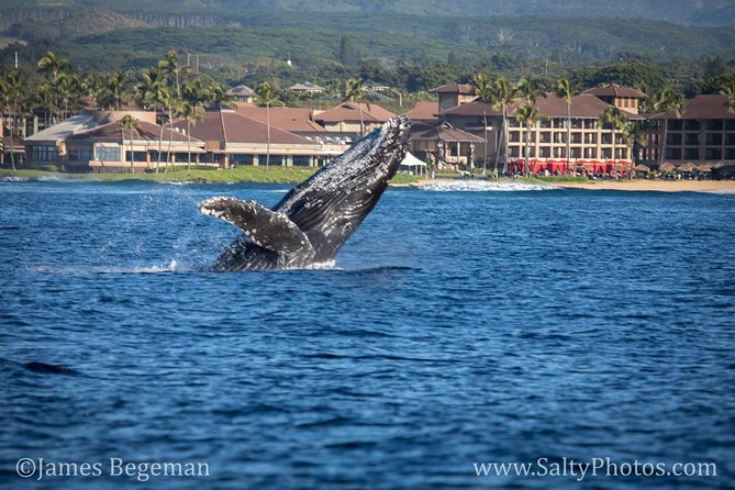 Kauai's South Side Whale and Dolphin Zodiac Boat Adventure - The 2½-Hour Timing: Fast Search, Real Water Time