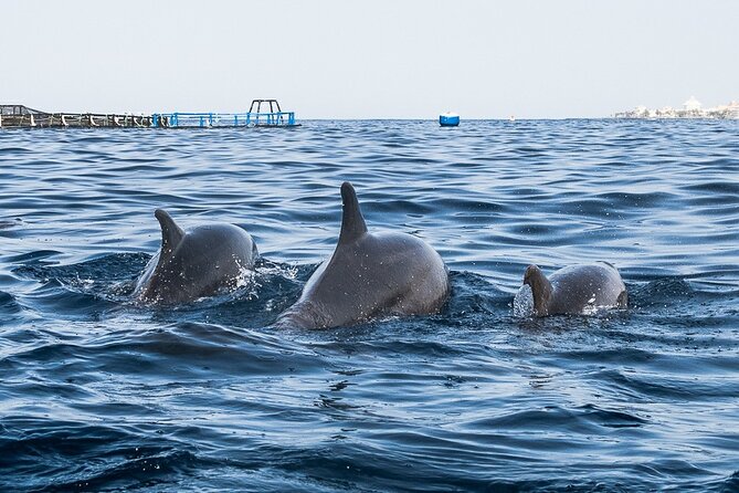 Kayak Safari with Dolphin and Turtle Watching in Guaza - Where you meet in Los Cristianos (and how the start usually feels)