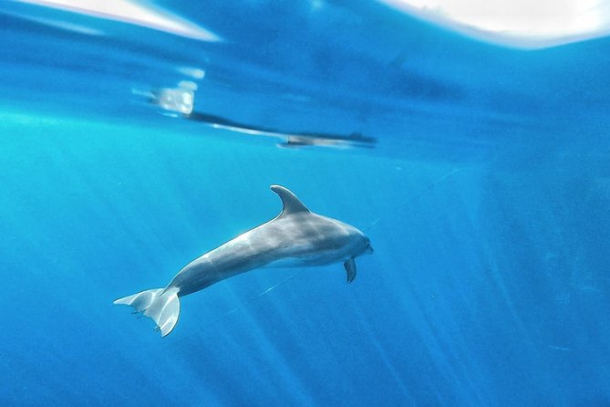 Kayak Safari with Dolphin and Turtle Watching in Guaza - Snorkeling gear rental: what you get, and what to expect underwater