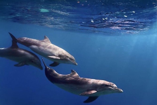 Kayak Safari with Dolphin and Turtle Watching in Guaza - How long is it, and what’s the value of $45.97 for 3 hours?