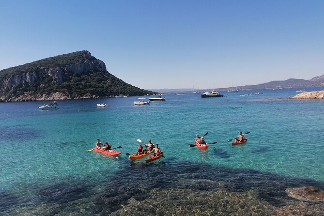Kayak tour with aperitif and dolphins - Figarolo Island: aperitif break plus dolphin odds