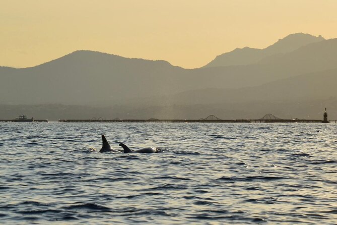 Kayak tour with aperitif and dolphins - Group size: where the promise and reality can differ