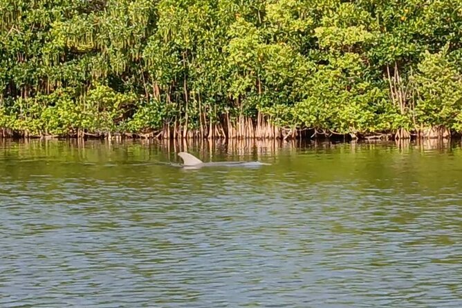 Kayak Tours and Rentals. Dolphins, Manatees, and Bioluminescence! - Who Should Book This Tour (And Who Might Skip)