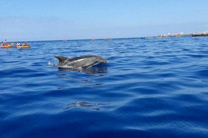 Kayak with Dolphin & Turtle Watching Private Tour - Dolphins and turtles in the wild: what to expect (and what not to)