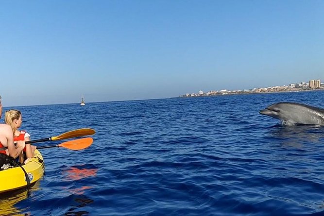 Kayak with Dolphin & Turtle Watching Private Tour - Timing, pickup, and how to arrive without stress