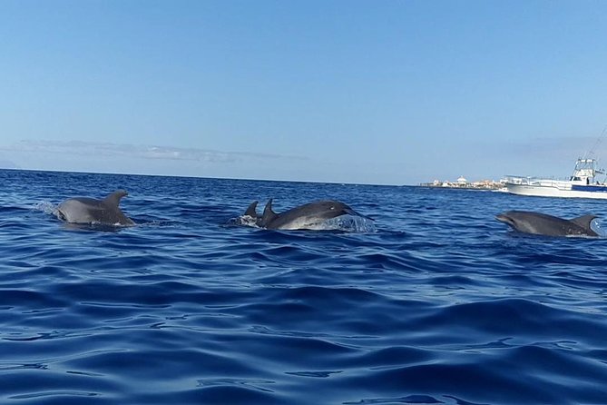 Kayak with Dolphin & Turtle Watching Private Tour - Sunset factor: why the end of the trip matters
