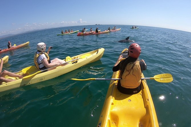 Kayaking with Dolphins in Byron Bay Guided Tour - Key Highlights You’ll Actually Care About