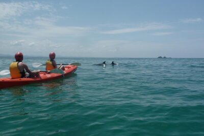 Kayaking with Dolphins in Byron Bay Guided Tour - What You’re Really Doing During the 2.5 Hours