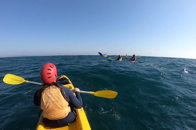 Kayaking with Dolphins in Byron Bay Guided Tour - Whale and Turtle Odds: Seasonal Reality Check