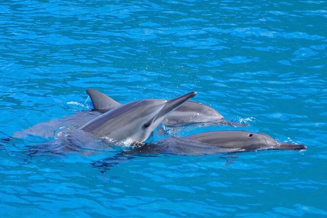 Kealakekua Bay Snorkel & Dolphin Safari In Kona Big Island (4hrs) - Key Highlights You’ll Feel Right Away