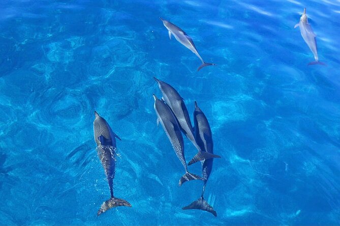 Kealakekua Bay Snorkel & Dolphin Safari In Kona Big Island (4hrs) - Snorkeling in the Marine Preserve: What to Expect Underwater