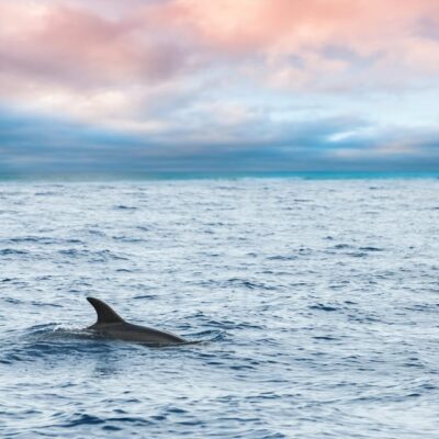 Key West: Afternoon Catamaran Sail and Dolphin Watch - 150 Minutes on the Water: What Your Afternoon Timeline Really Feels Like
