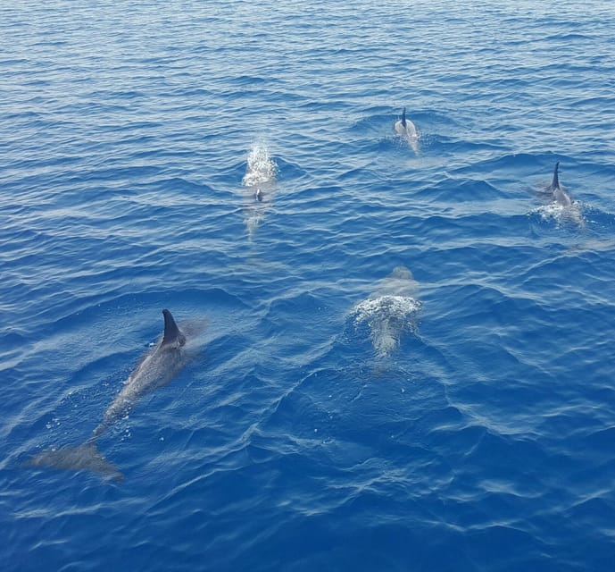 Key West: Afternoon Catamaran Sail and Dolphin Watch - Price and Value: Is $59 Worth It?