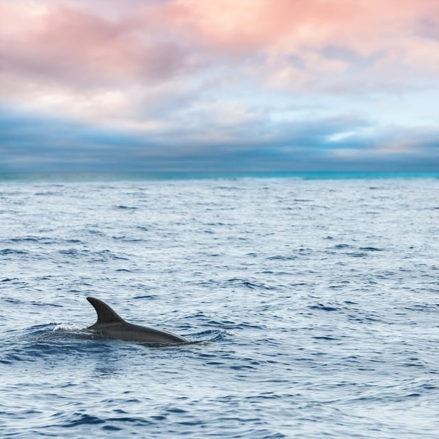 Key West: Afternoon Catamaran Sail and Dolphin Watch - 150 Minutes on the Water: What Your Afternoon Timeline Really Feels Like