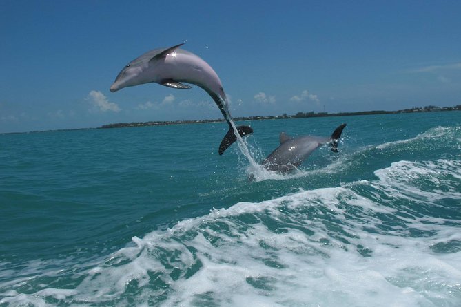 Key West Dolphin and Snorkel Experience - Snorkeling Around Key West Reefs: Great for Beginners, Weather-Sensitive for Everyone