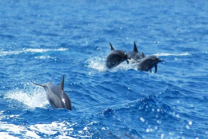 Key West Dolphin and Snorkel Experience - Drinks, Gear, and the Real Value of $69.95