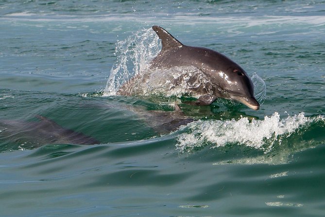 Key West Dolphin and Snorkel Experience - What the Group Size Really Feels Like (Up to 80)