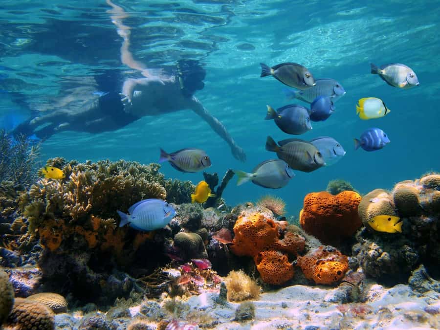 Key West: Dolphin & Reef Snorkel Trip with Sunset Option - Quick hits for this Key West Dolphin & Reef Snorkel trip