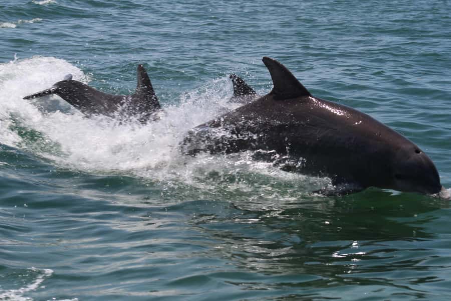Key West: Dolphin & Reef Snorkel Trip with Sunset Option - Should you book? My decision guide