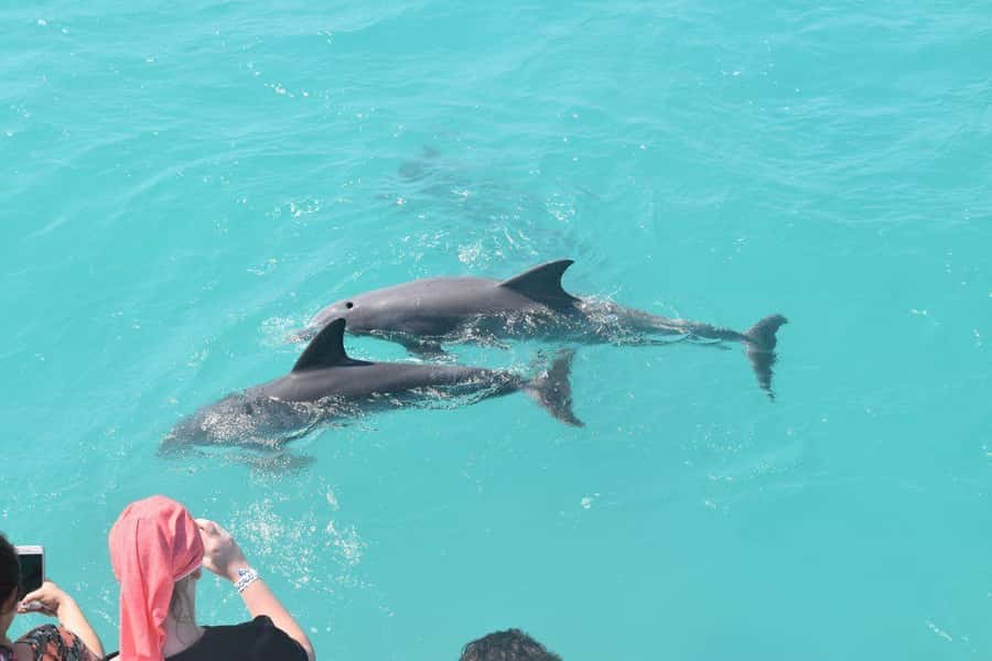 Key West: Dolphin & Reef Snorkel Trip with Sunset Option - Who should book this dolphin and reef snorkel cruise