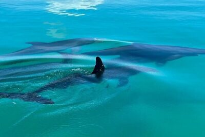 Key West Dolphin & Snorkeling Tour - Small Group - Meeting at 7001 Shrimp Rd and What to Do First