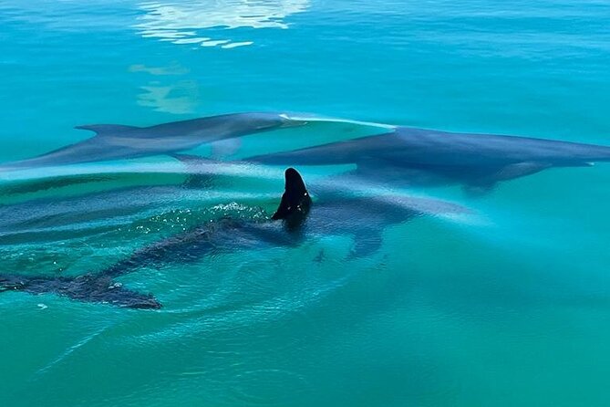 Key West Dolphin & Snorkeling Tour - Small Group - Meeting at 7001 Shrimp Rd and What to Do First